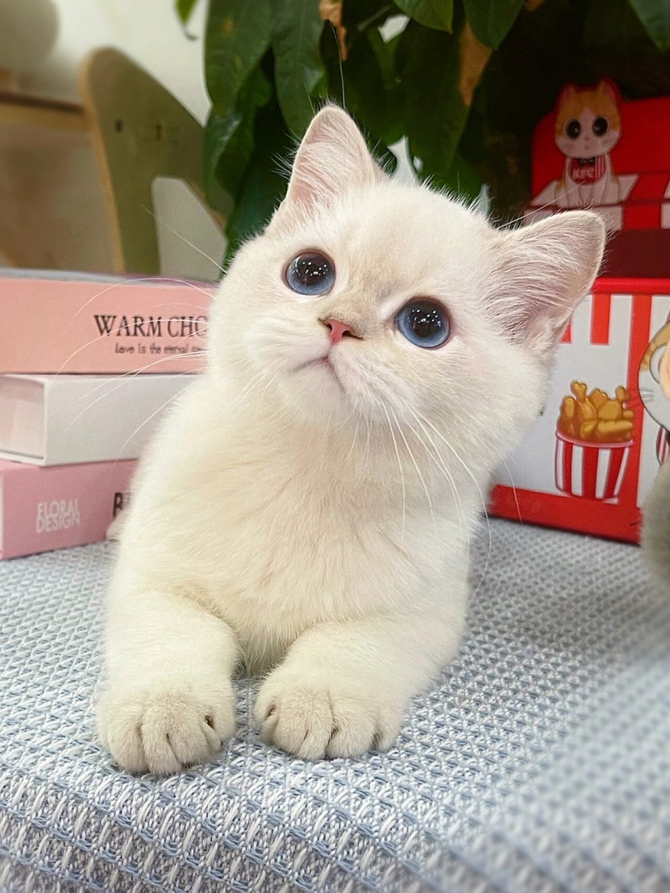 眼睛里有浩瀚星空 可爱甜美 英国短毛猫 金点渐层猫咪 性格超社牛96