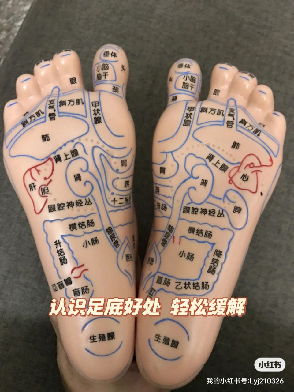 腹股沟反射区位置与功能      腹股沟: 位置:位于双小腿胫骨内侧,内踝
