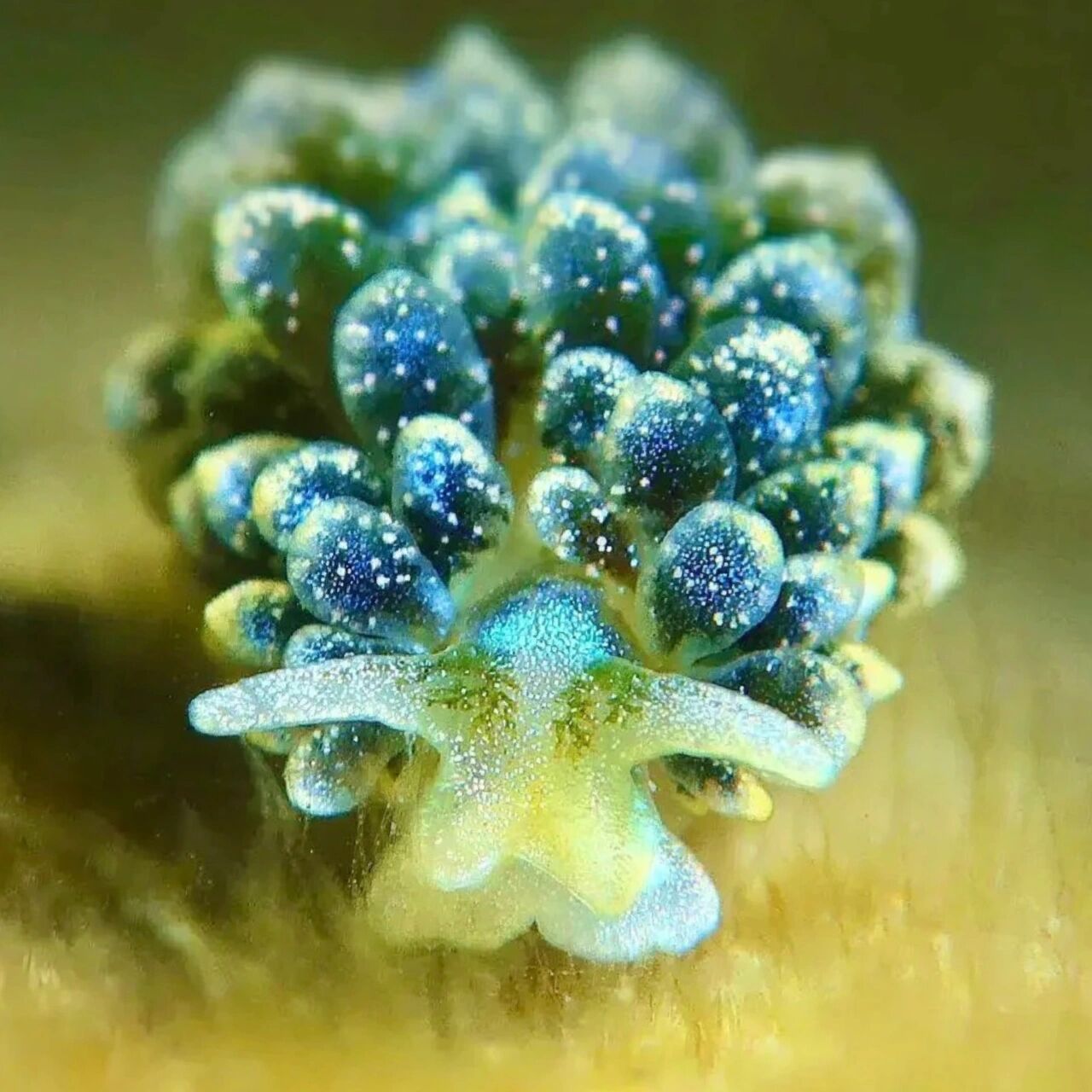 每天认识一种动物(98)泡泡藻海蛞蝓 中文名:泡泡藻海蛞蝓 别名:海兔 