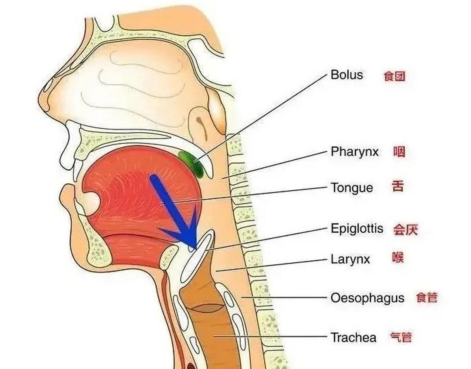 嗓子器官结构图图片