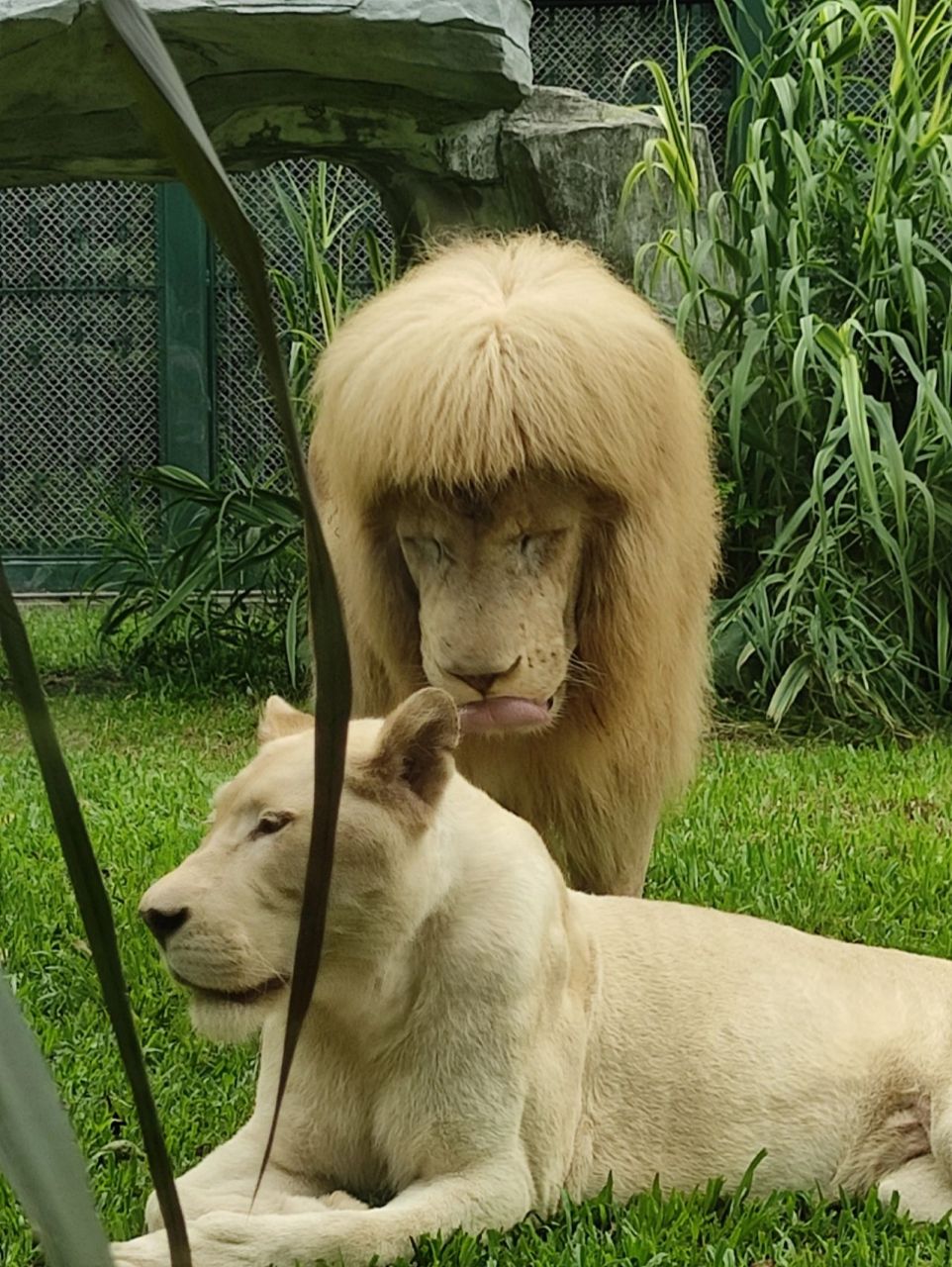 广州动物园的金毛狮王哈哈哈哈 动物园一日游 广州动物园的憨憨狮子