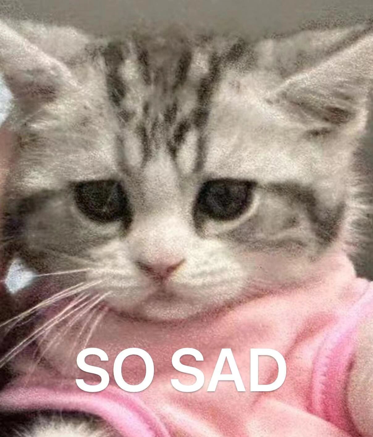 委屈小猫表情包分享