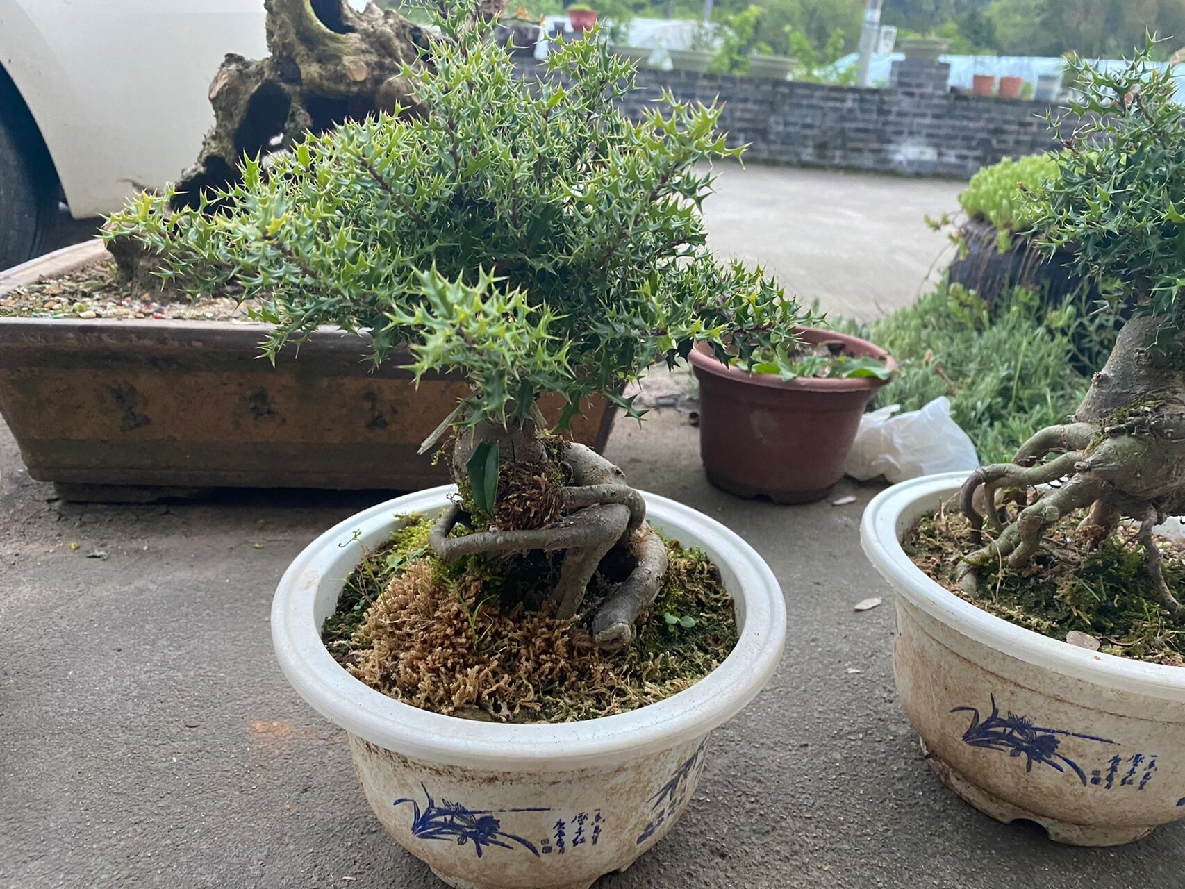 小叶枸骨盆景 小叶枸骨 ,坨坨树桩 生长缓慢,有镇宅,辟邪,转运的寓意