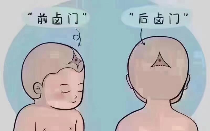 新生儿出生时头颅尚未发育完全,随年龄增长卤门会闭合形成完整颅骨.