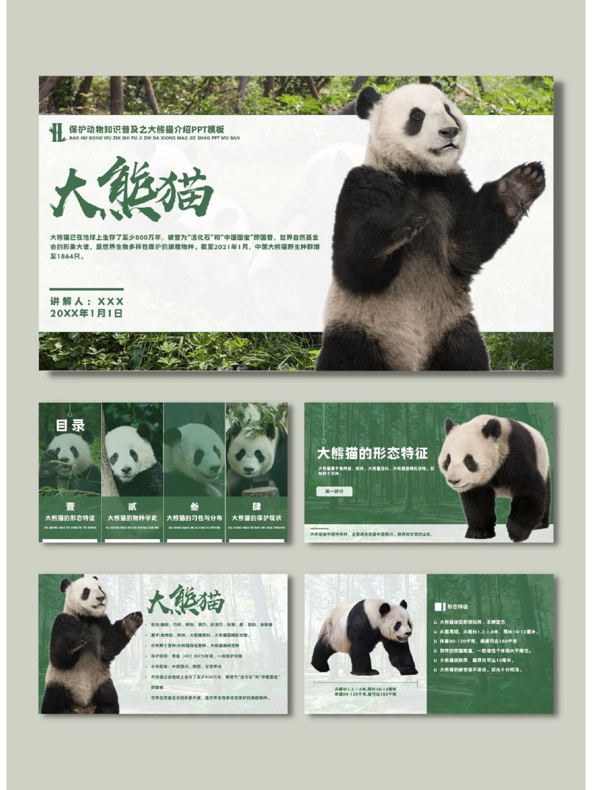 国宝大熊猫科普介绍ppt模板97