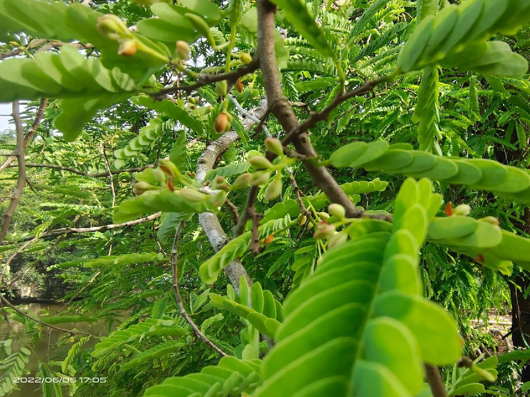 海岛田园生活(酸豆叶,花炖鱼) 酸豆树真可谓全身都是宝,树皮,树干