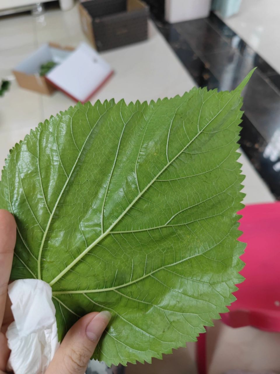 桑葚叶可以用来喂蚕宝宝吗 四处找桑叶,网上拍的还没到,最近蚕宝宝五