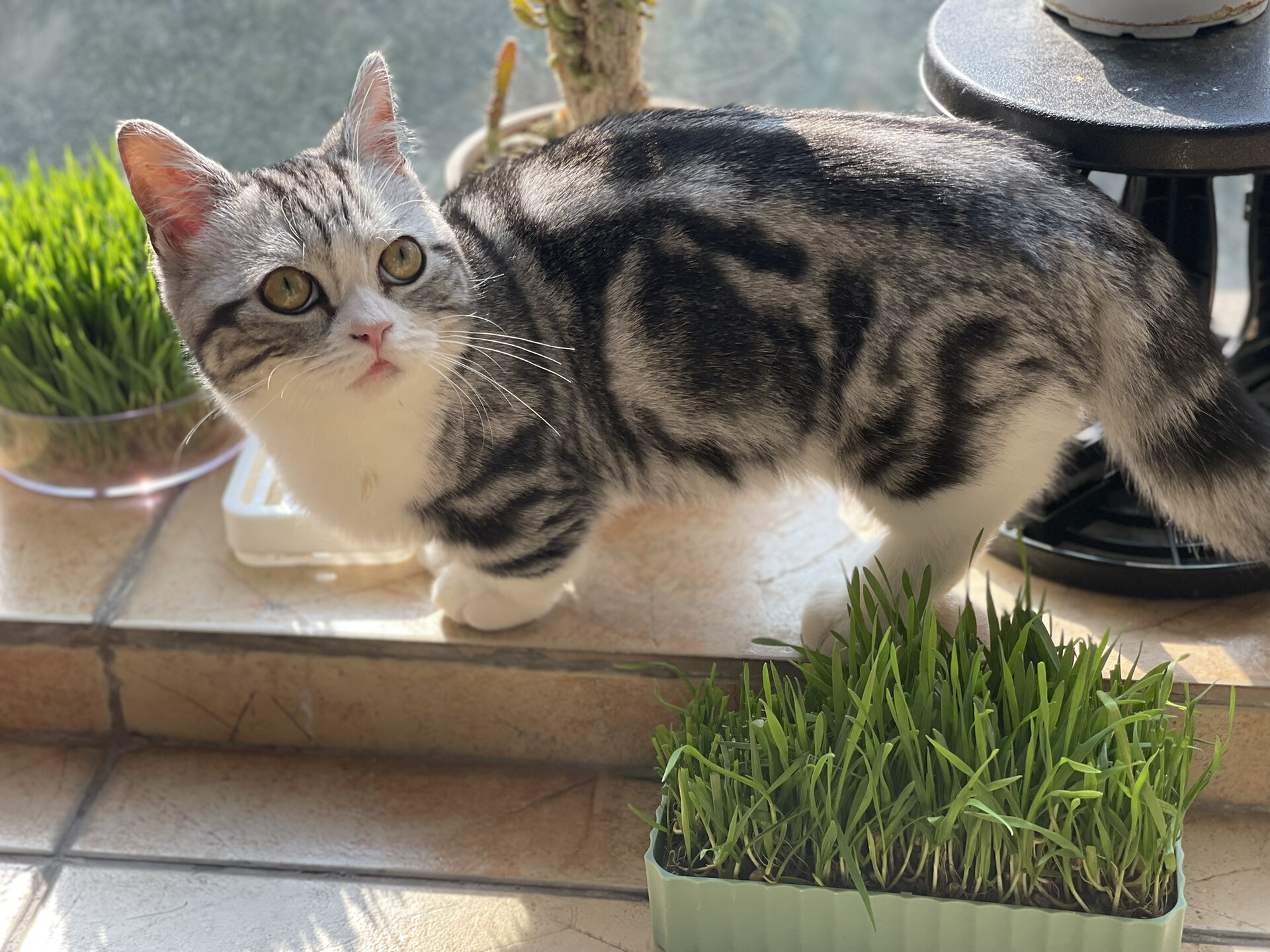 我的美短起司矮脚小猫猫长大啦,六个月的帅