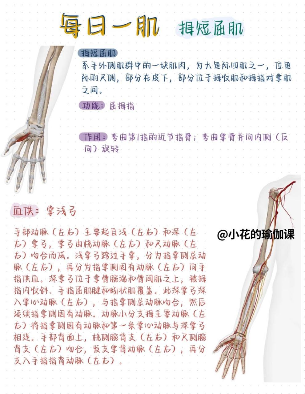 拇长屈肌解剖位置图图片