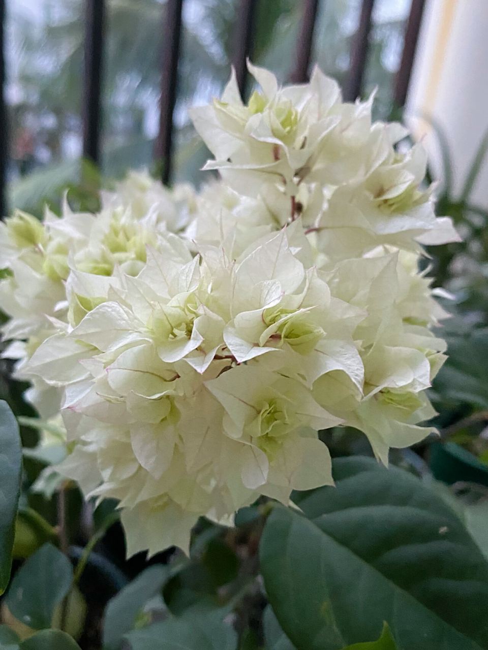 三角梅 | 重瓣怡景 据说重瓣怡景的母本是绿叶樱花 它的特点和绿樱一