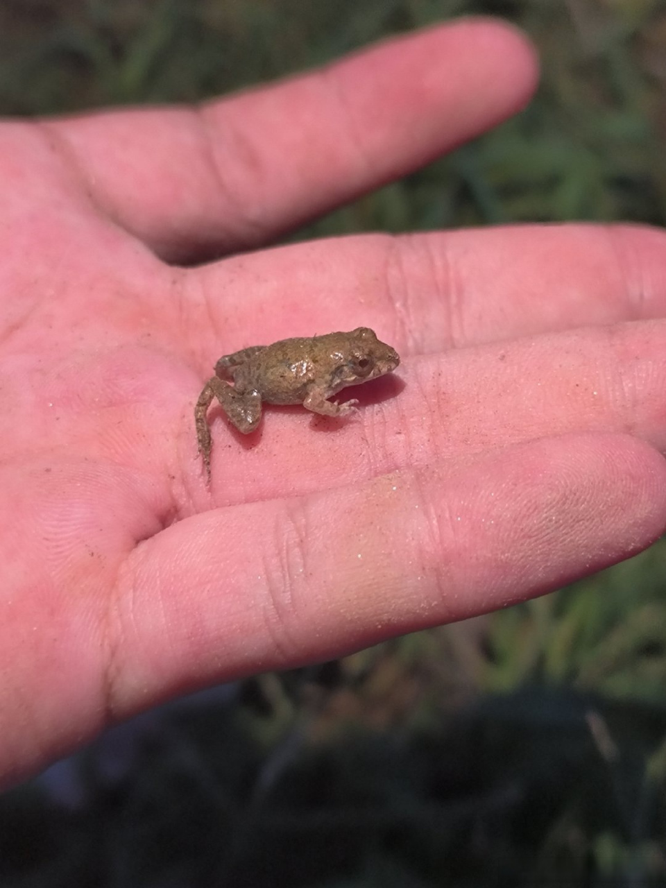 兄弟们,这是螃蟹吗
