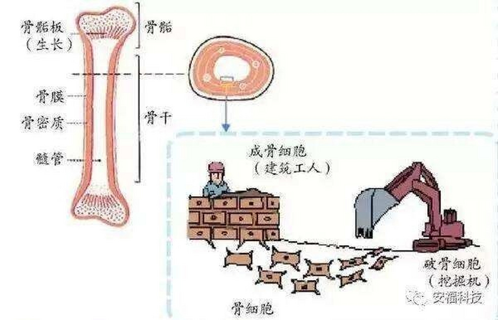 膜内成骨图片