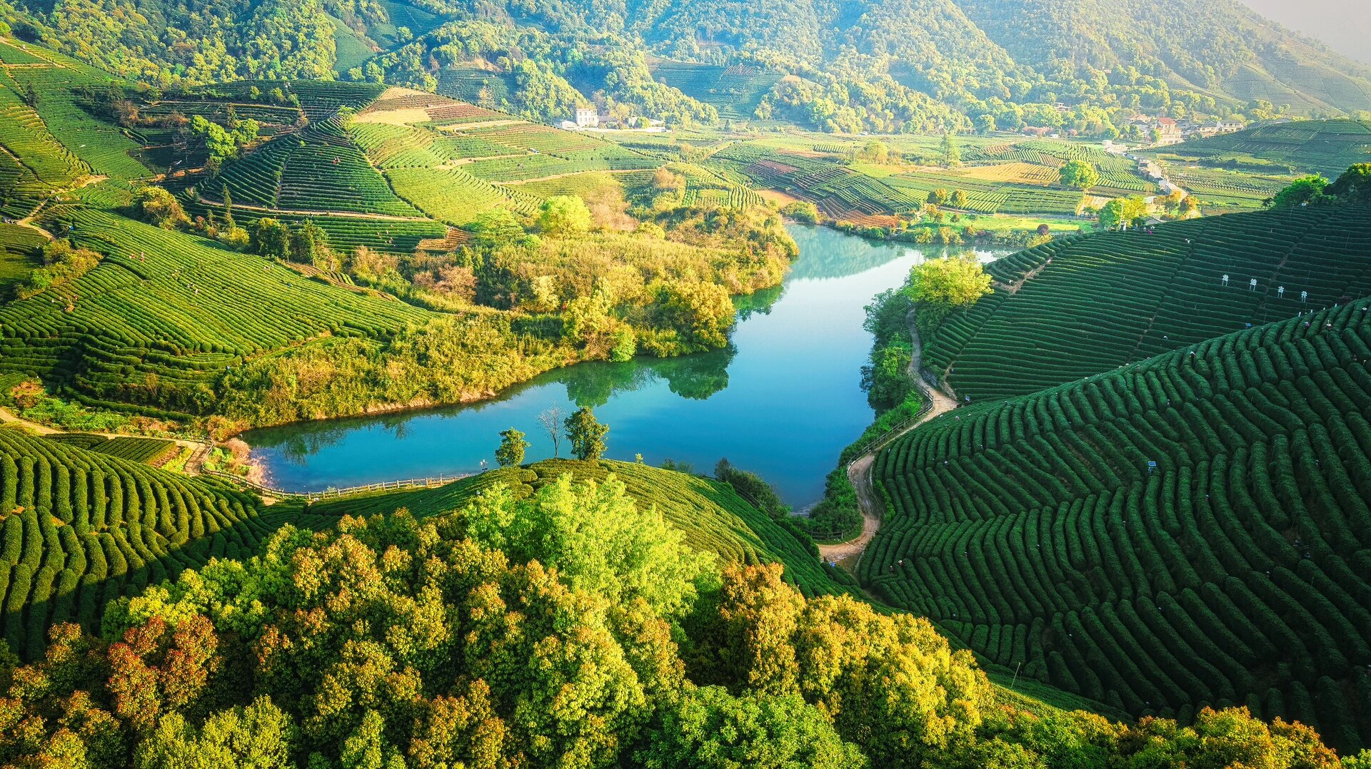 是无人机航拍,除了图5摄于富阳拔山茶园,其他图片均摄于杭州龙坞茶村