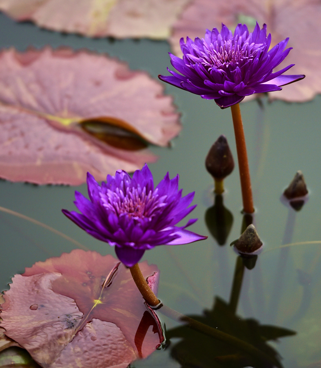 中山广场的热带睡莲又静俏俏地绽放,让人陶醉.