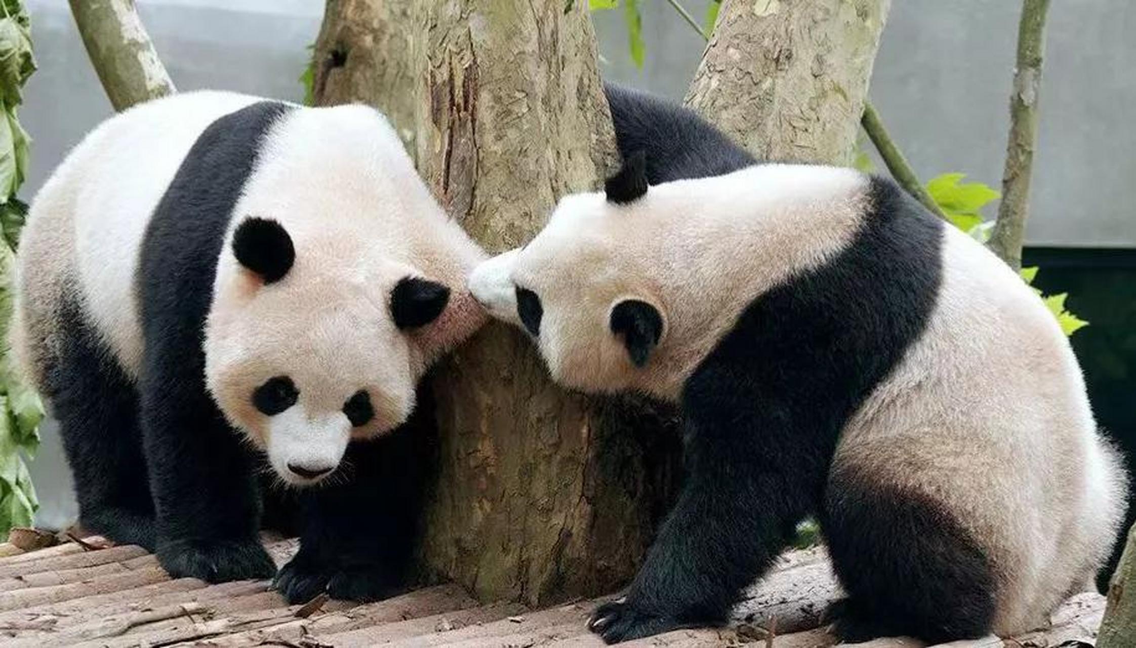 大熊猫二顺的两个儿子,全是妈宝男  二顺出生于2007年8月10日,它的