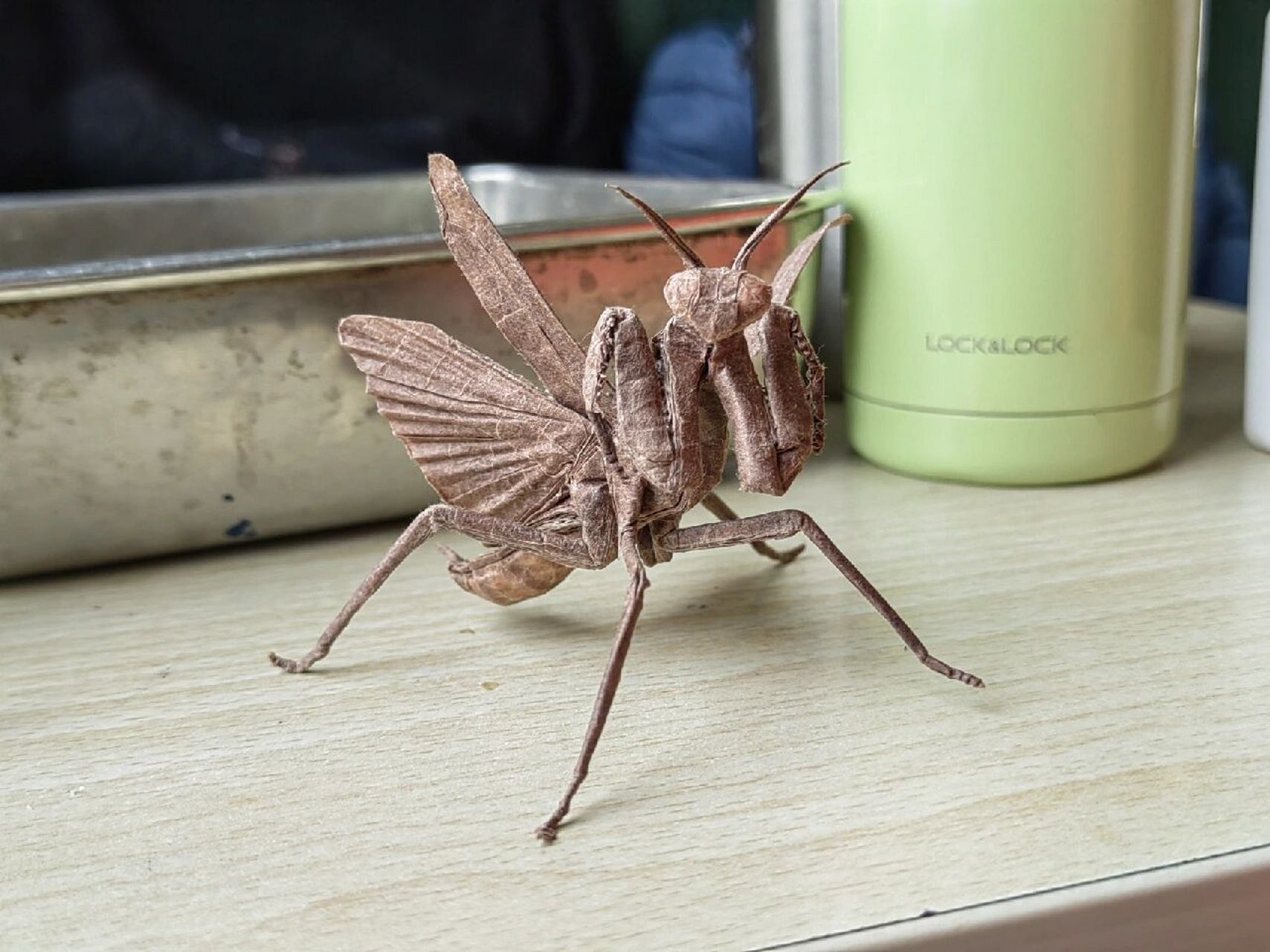 火车上折完的折纸螳螂 设计:今井幸太 折拍:我 用纸:35cm棕色拷贝纸