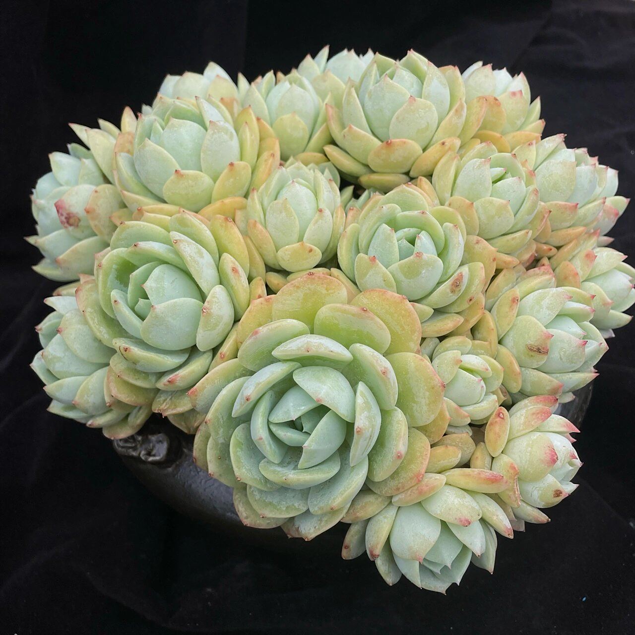 每天认识一种多肉植物之《恋曲》