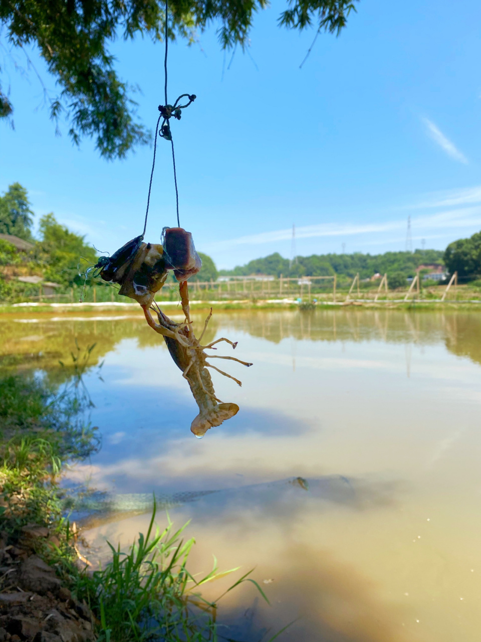 泸州|几十秒就能钓到02体验钓小龙虾的乐趣 钓龙虾02真的太简单了