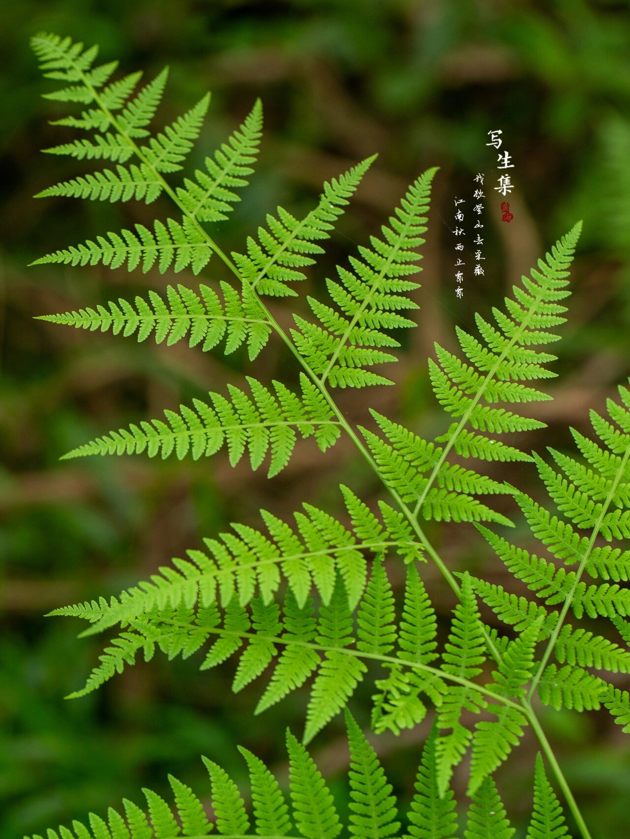 针毛蕨(学名:macrothelypteris oligophlebia (bak.