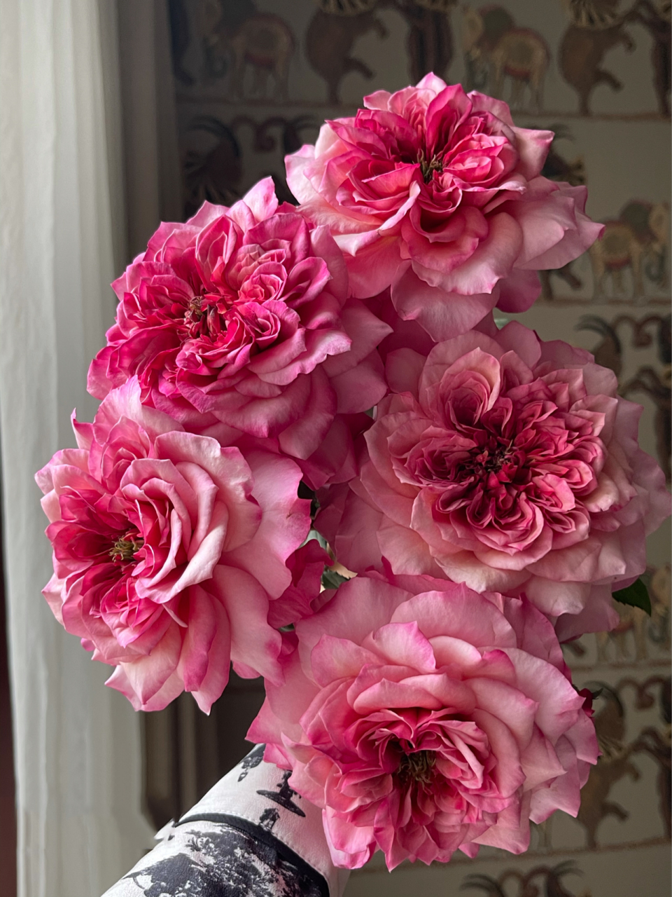 新·国货之光 雅致玫瑰/雅月季miyabi 优秀到可以带到花园里外拍