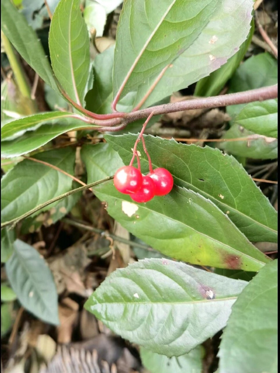 紫金牛 紫金牛,报春花科,紫金牛属.低矮植株,上百,山地野生成片.