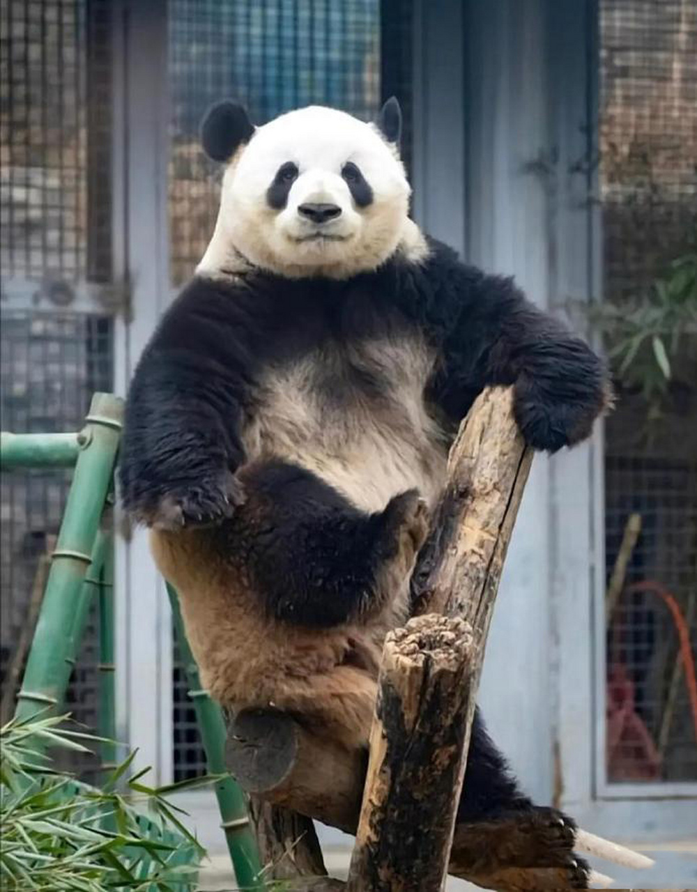 大熊猫萌兰外貌完美,性格完美,简直是完美小熊