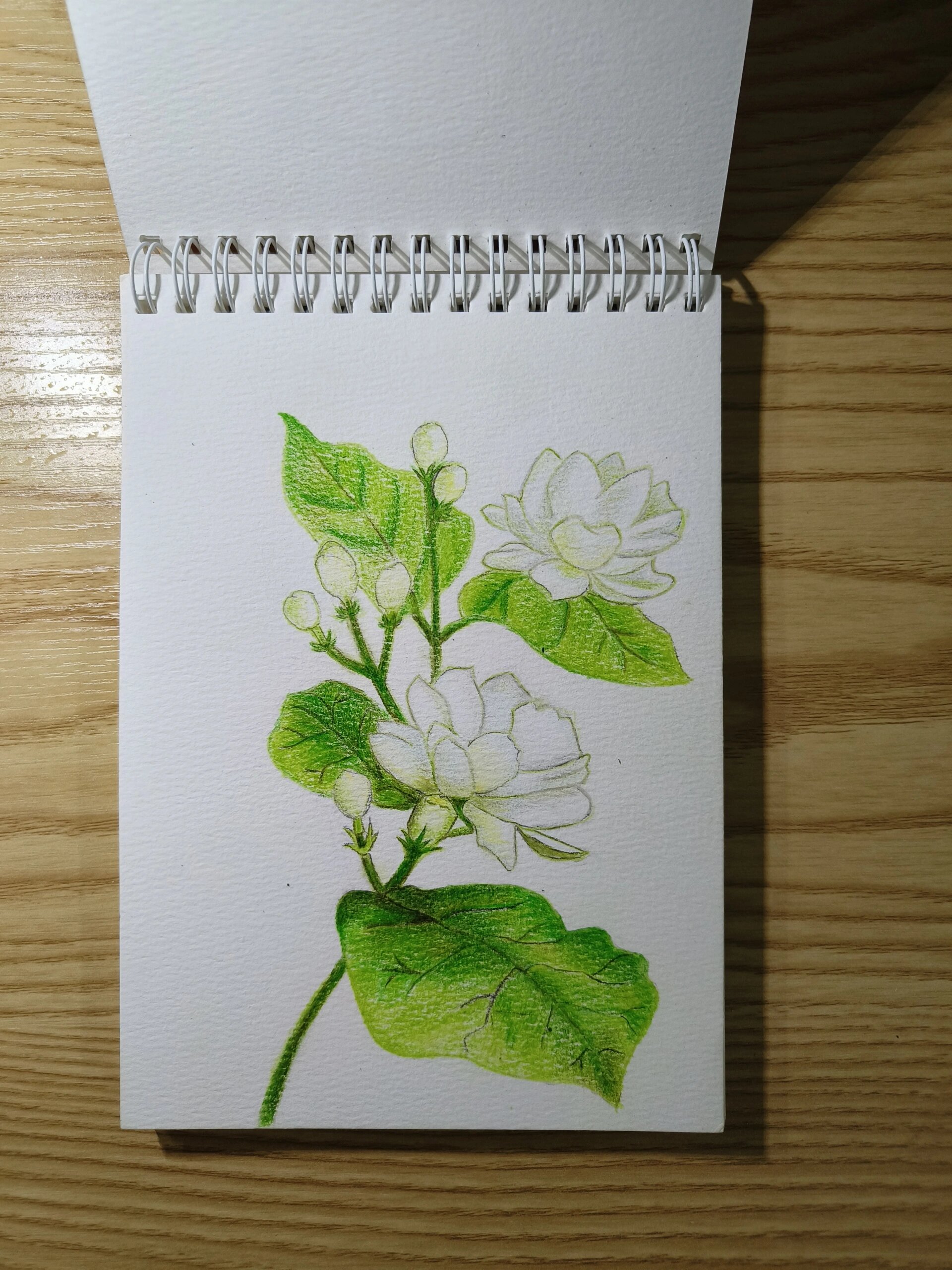 茉莉花彩铅画