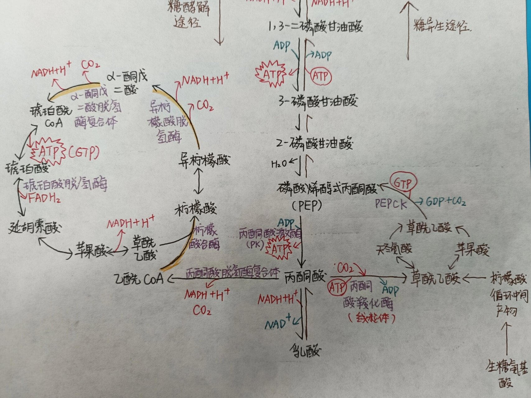 【生化】糖代谢的六条途径 消化吸收  糖酵解  糖的有氧氧化  磷酸戊