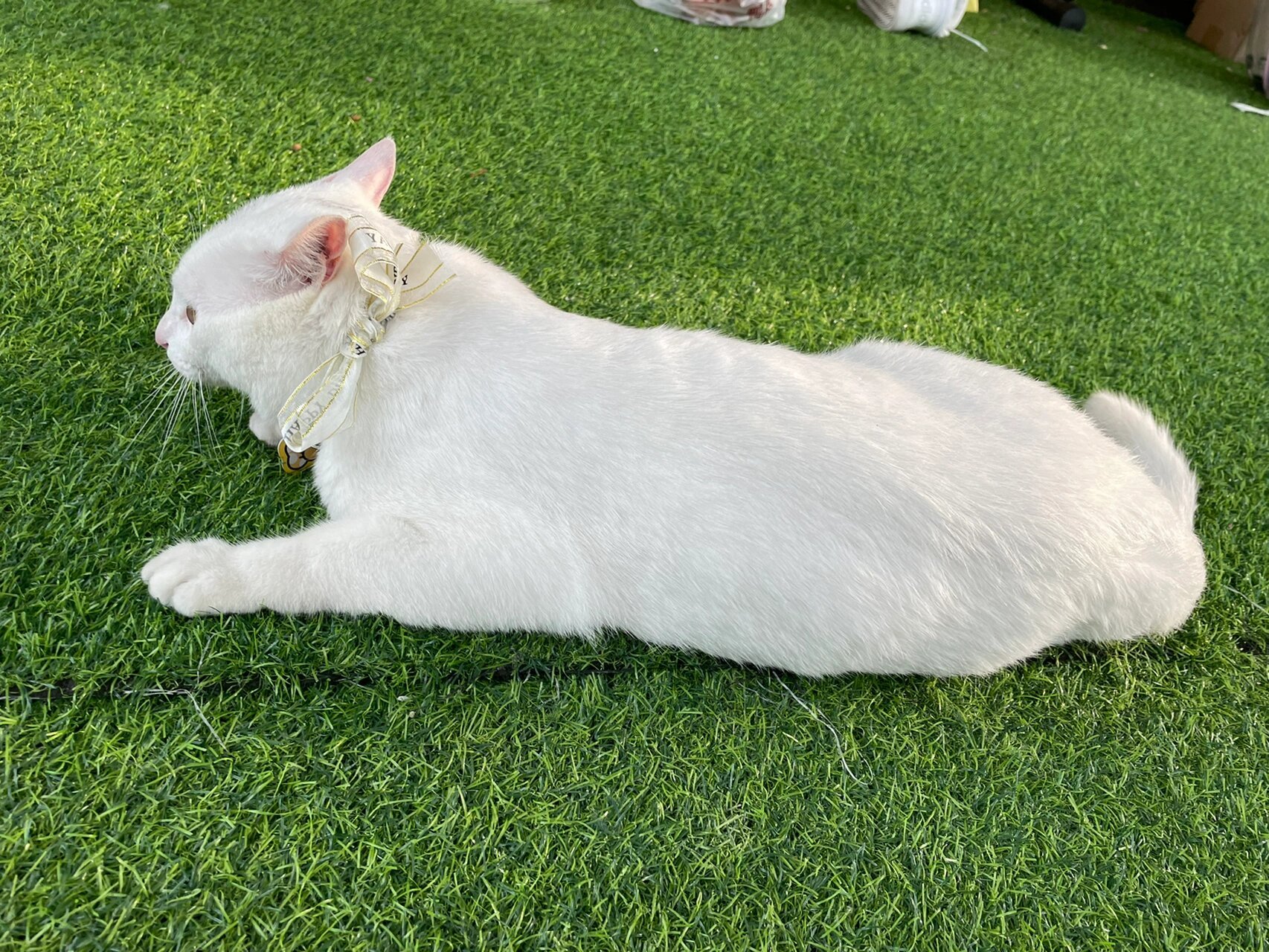 猫和老鼠里面那只美丽的白猫 猫咪名字叫小米渣 品种:中国的狸猫(只是
