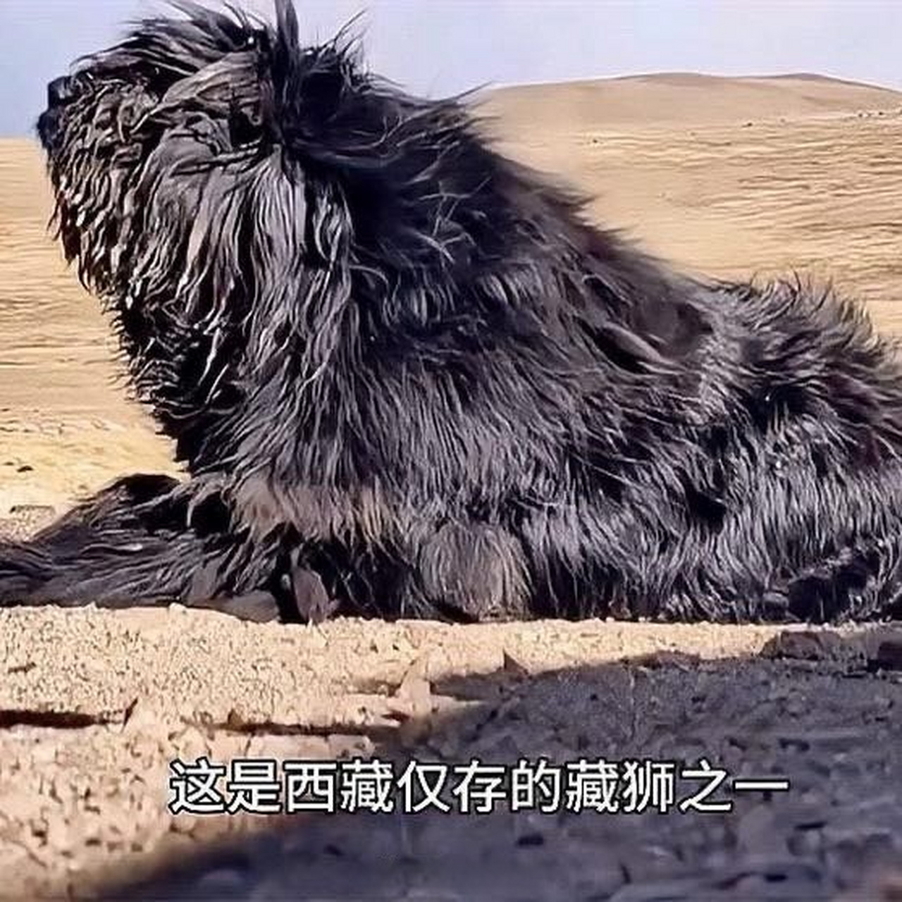 藏狮犬图片