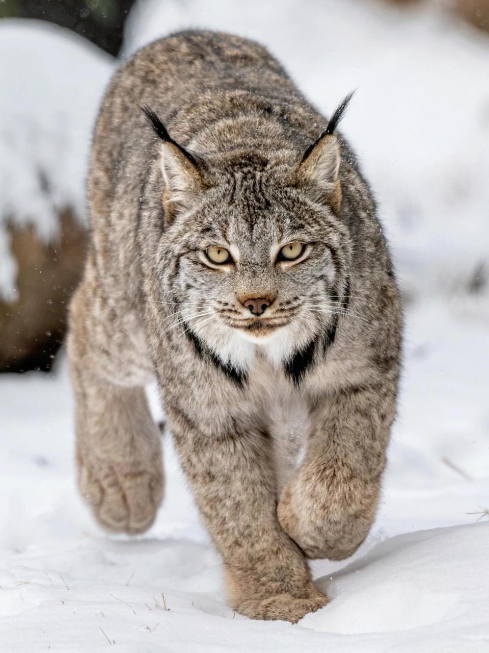 猞猁|每天认识一种奇妙动物045 中文名:猞猁 拉丁学名:lynx 别名:欧亚