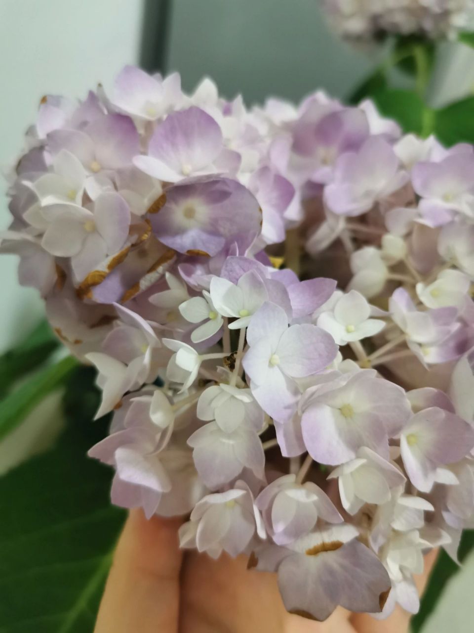 绣球花个别花瓣出现黄色干枯边缘 第十七天,今天下班发现绣球花个别