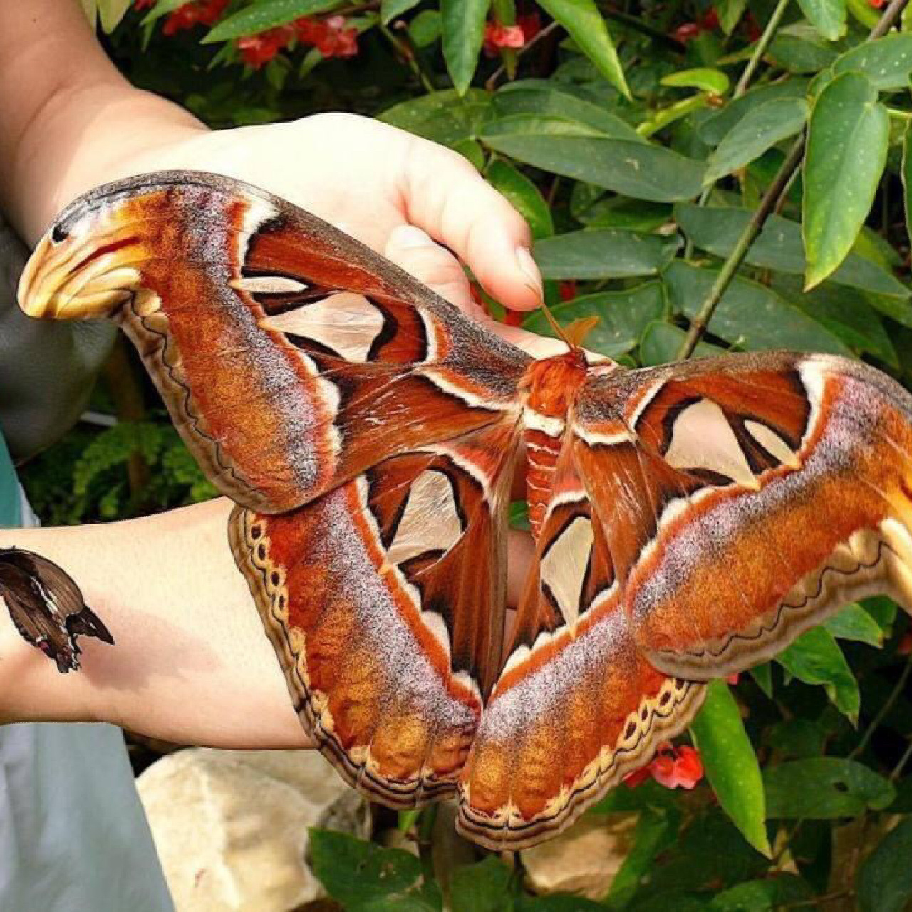 南京自然教育|神奇生物图鉴|大幺蛾子 名称:乌桕大蚕蛾,皇蛾,蛇头蛾