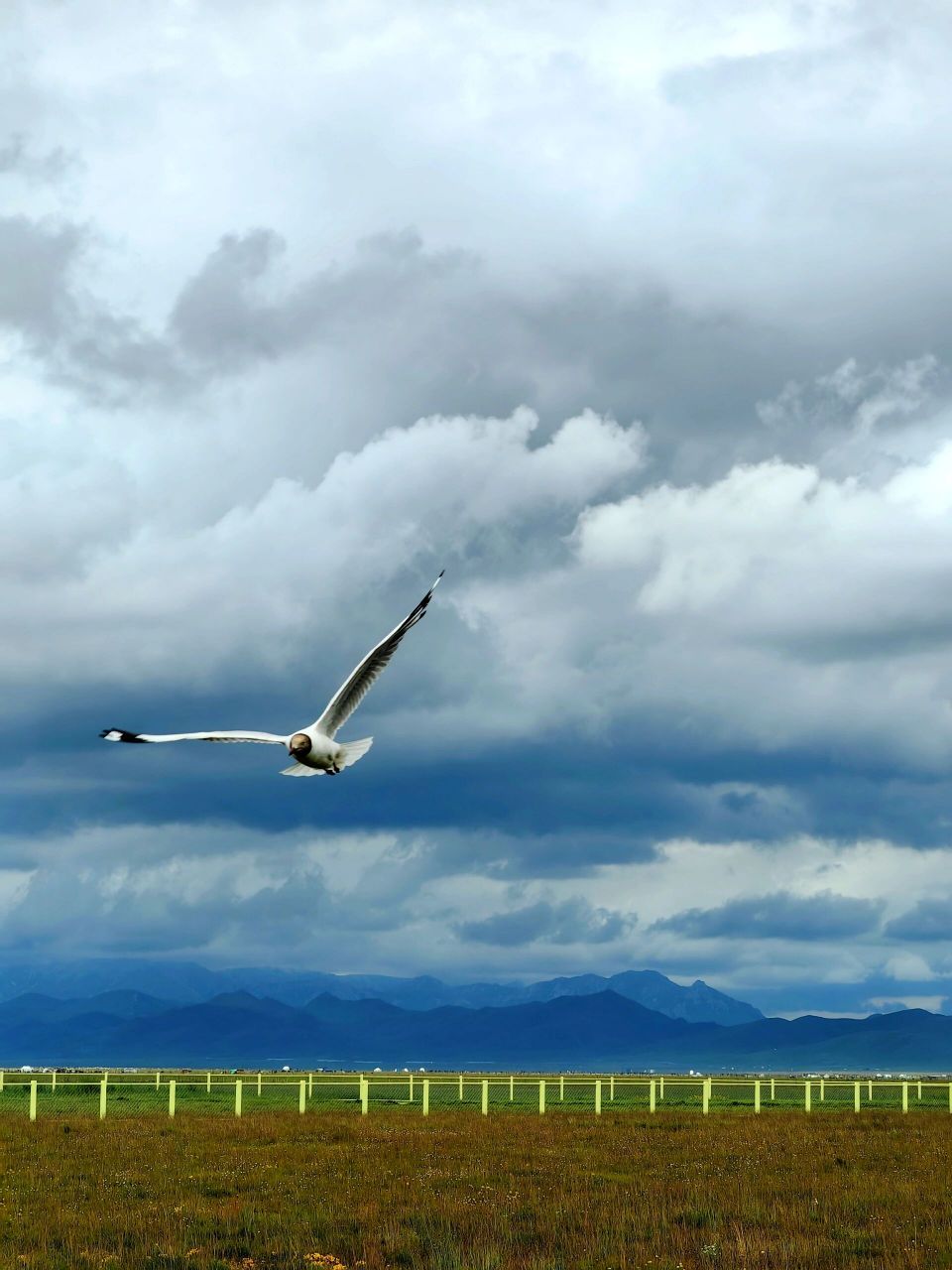 若尔盖花湖攻略9015(文末附9015) 90门票: 全票95110