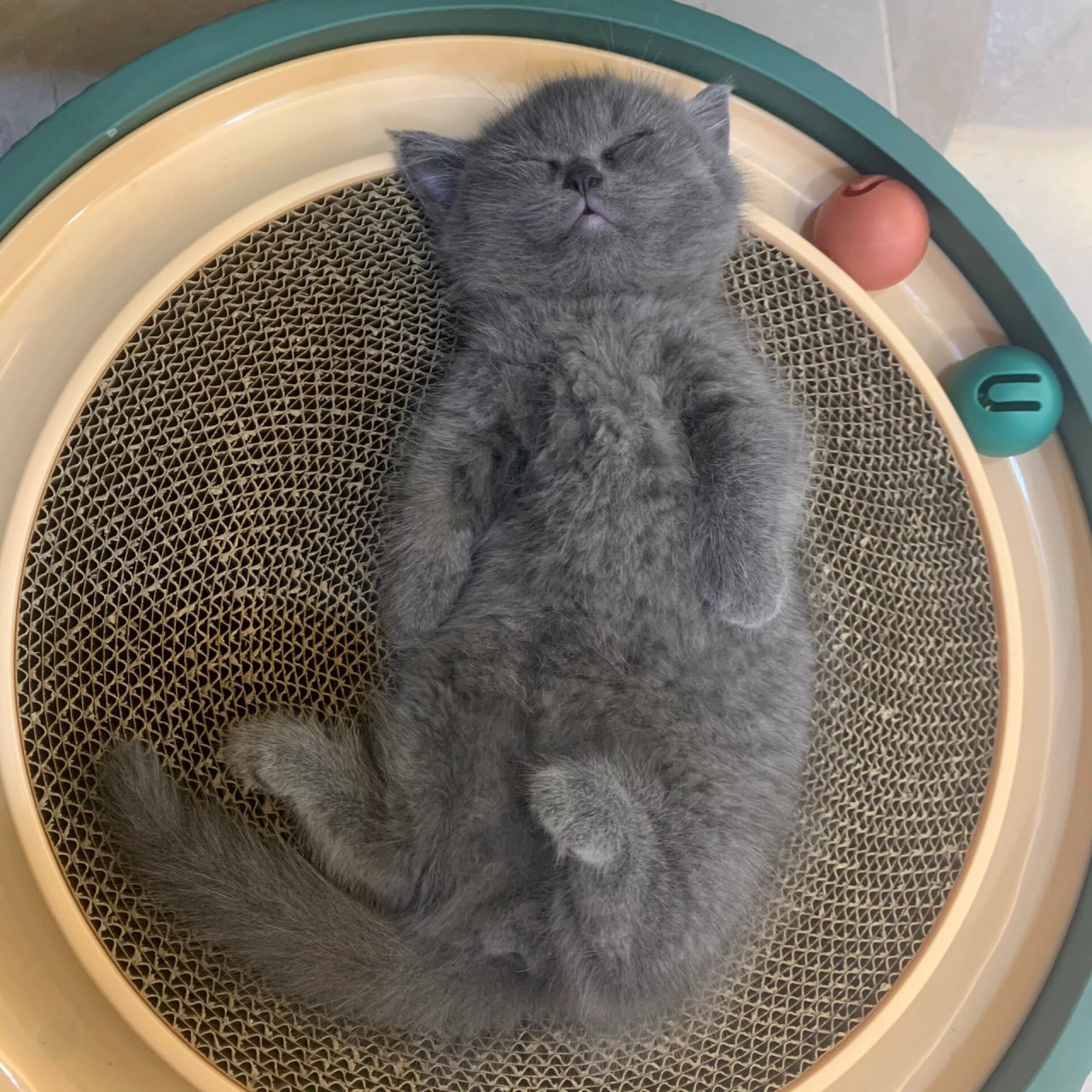 三个月的蓝猫有多少斤? 我家猫咪三个月了只有2斤,吃什么能长胖点啊?