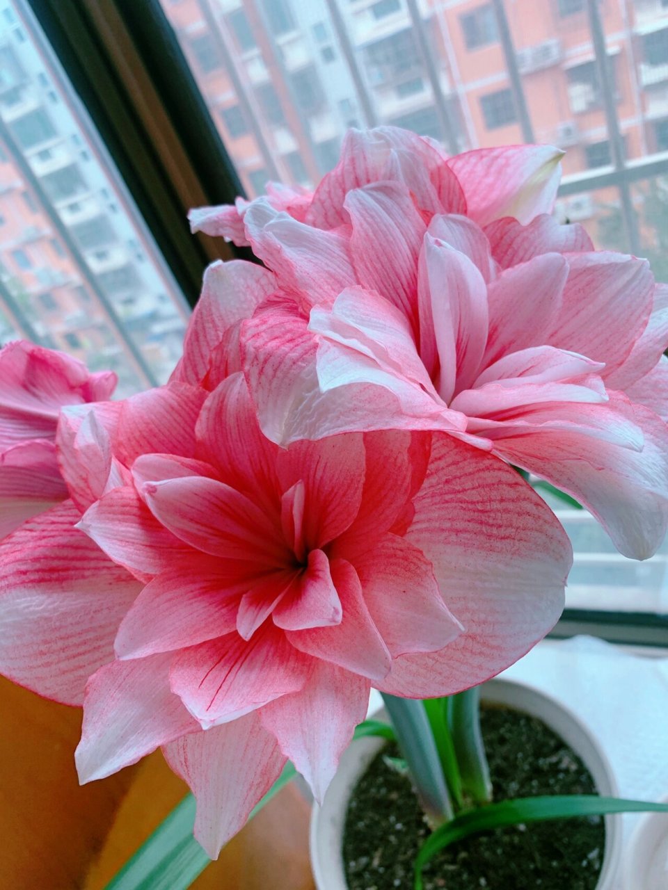 我心中排名前三的朱顶红——双梦 第二支花剑又开出四朵大花,忍不住再