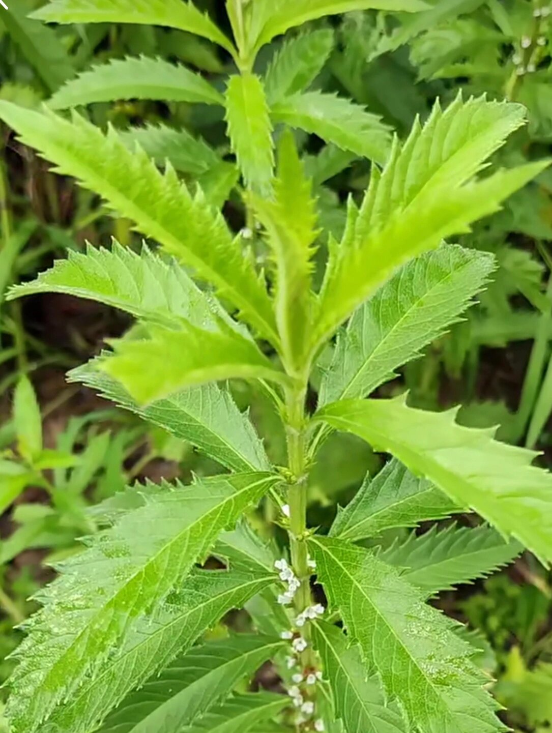 地笋,凉拌吃,散步路边采的,第一次吃