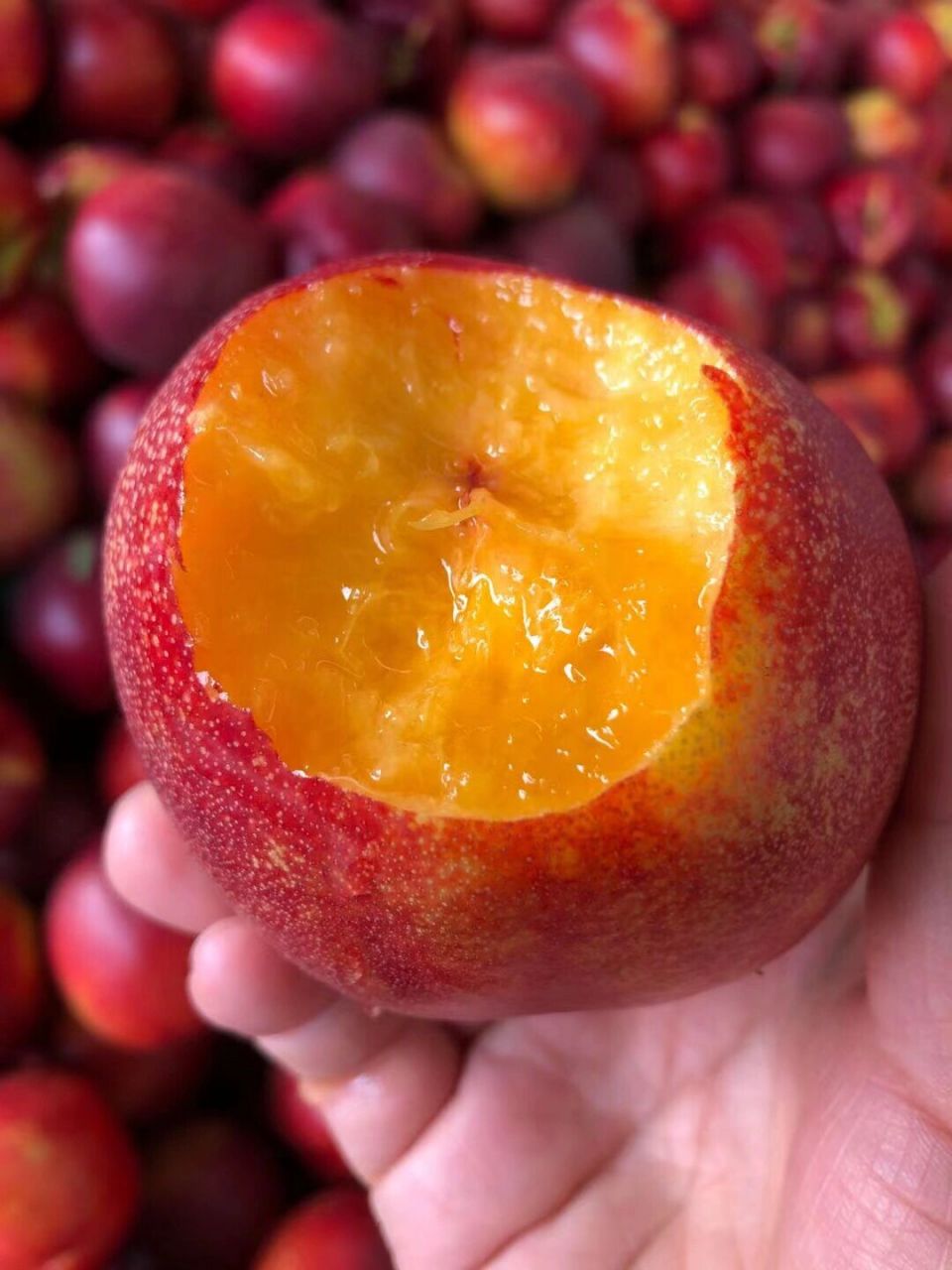 露天香甜黄肉大油桃终于上架咯～ 向山红品种黄肉油桃,肉质金黄!