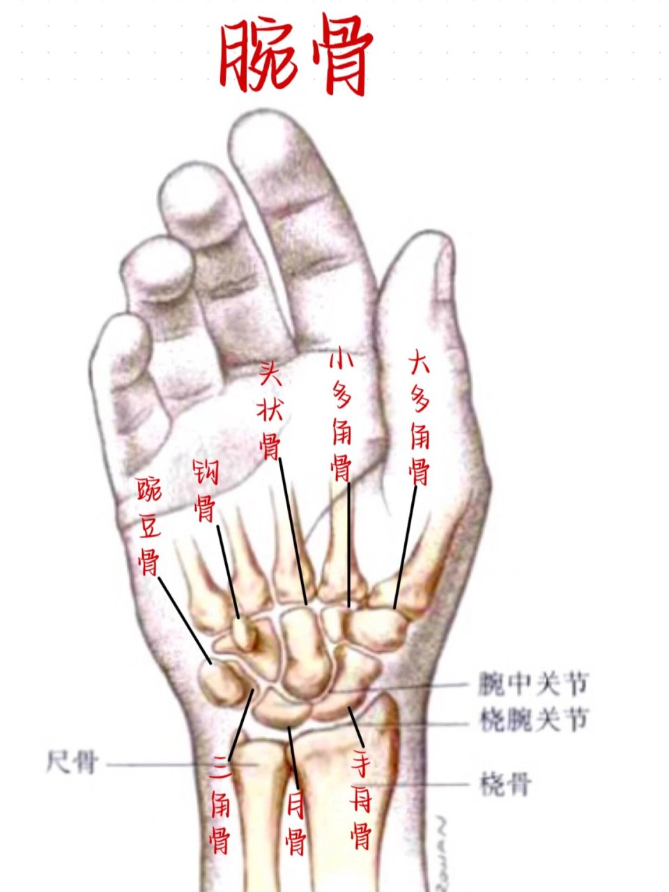 解剖运动学 | 上肢骨 | 八块腕骨 首先腕骨是有个