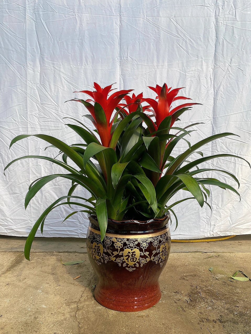 绿植"鸿运当头"养护小知识,你学会了吗 绿植"鸿运当头"属于小型盆栽