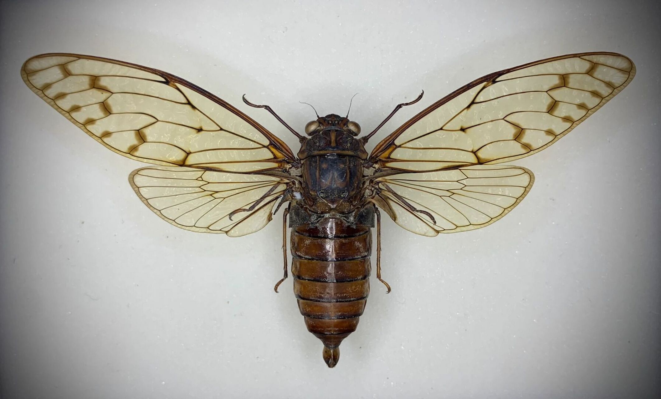 修复一只天热闷烂的腹螗,肚子里还有蛆[笑哭]#昆虫# #蝉# #标本