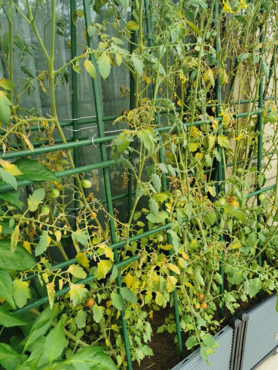 番茄黄叶怎么回事 最近发现番茄黄叶,然后干叶了不知道怎么回事,水是