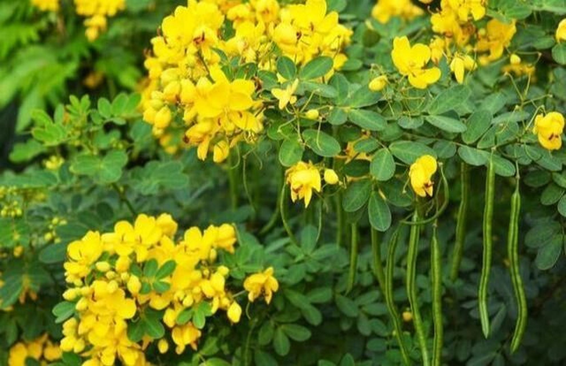 常见野外绿植—决明草 决明草学名决明, 又名草决明,假花生,假绿豆