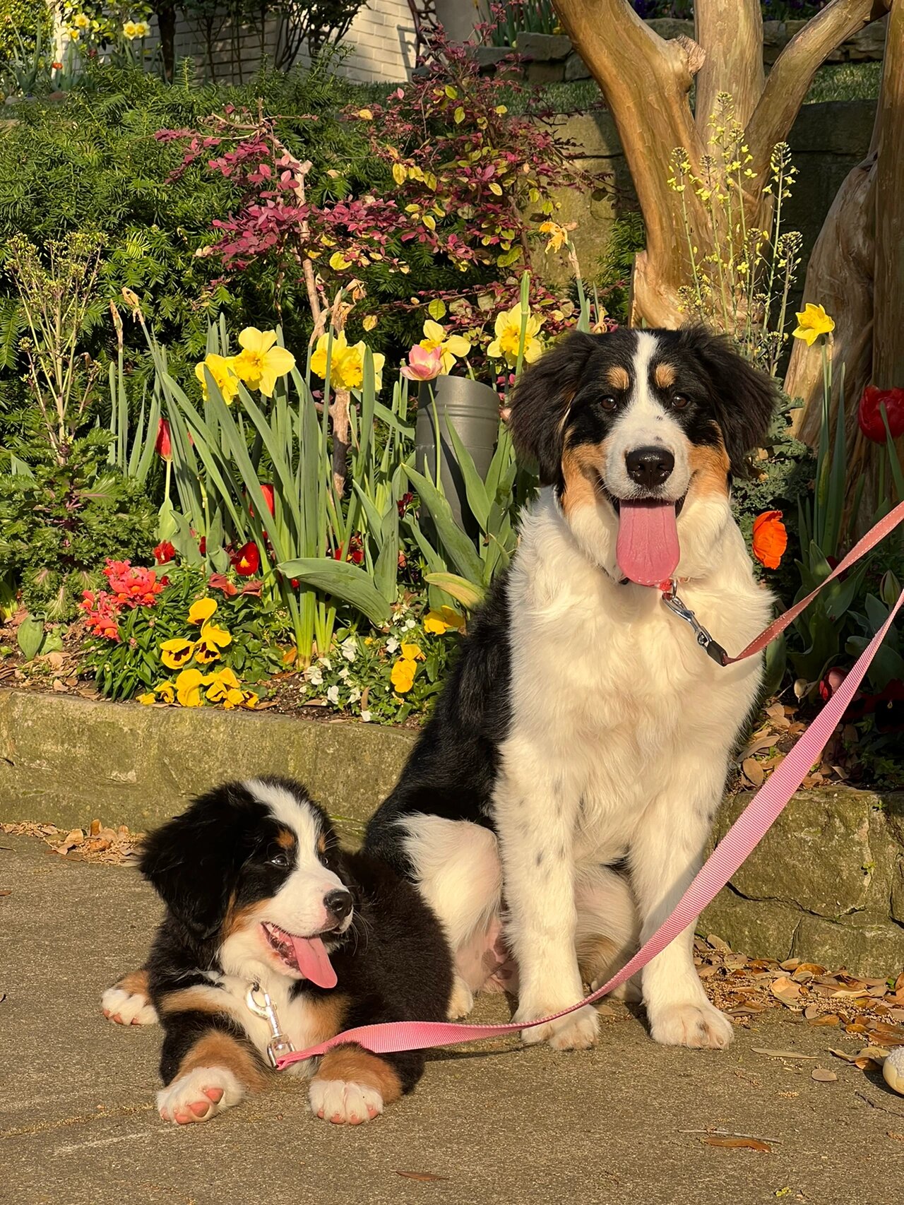 伯恩山犬 bambi & dumbo