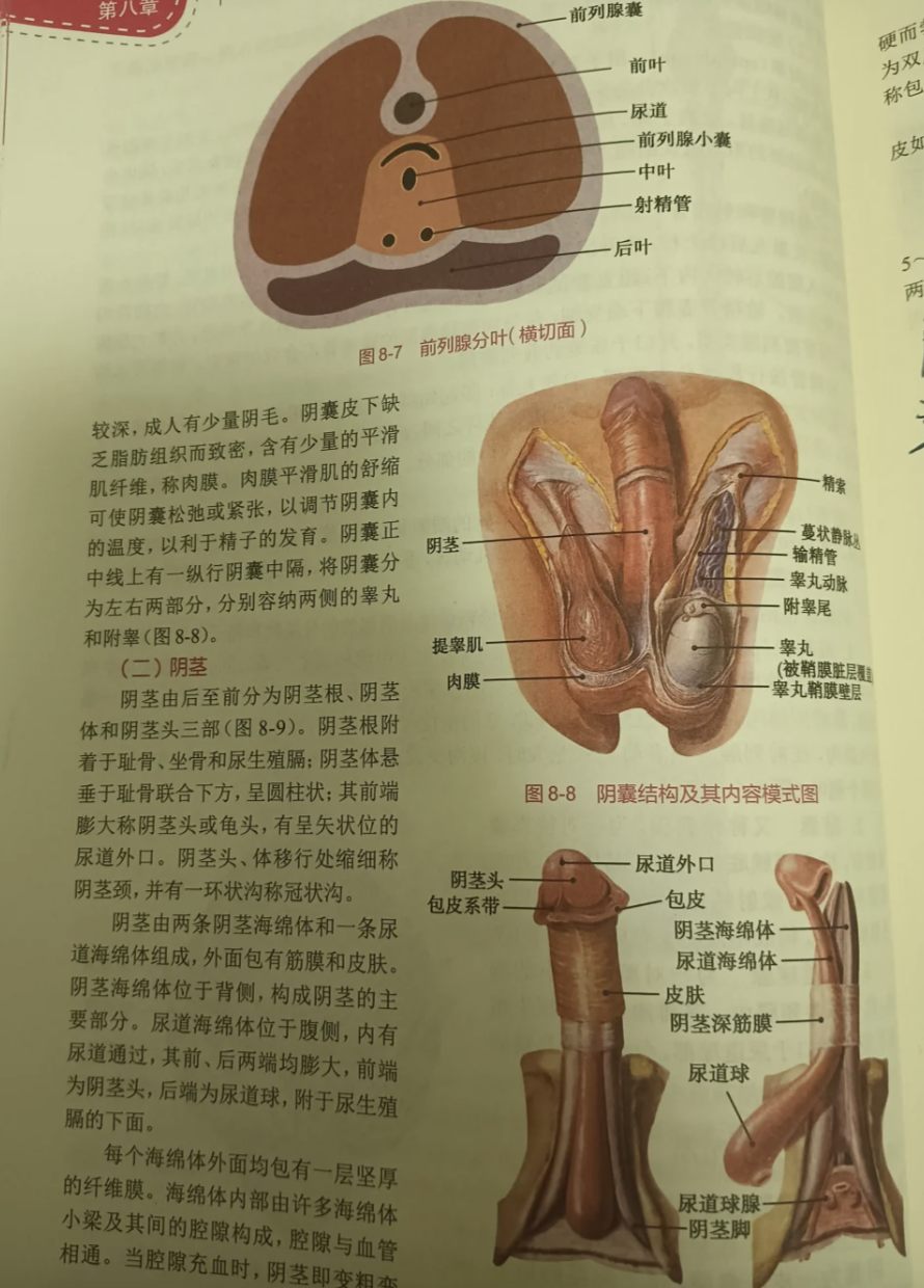 男性冠状沟也叫阴茎颈,是阴茎头和阴茎体连接处那个比较细的部位