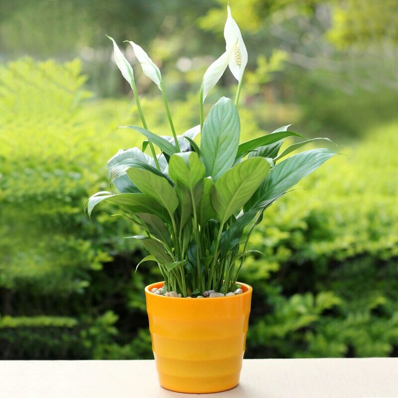 白掌|适合室内养的植物 白掌,花开洁白,带有一种清雅之感.