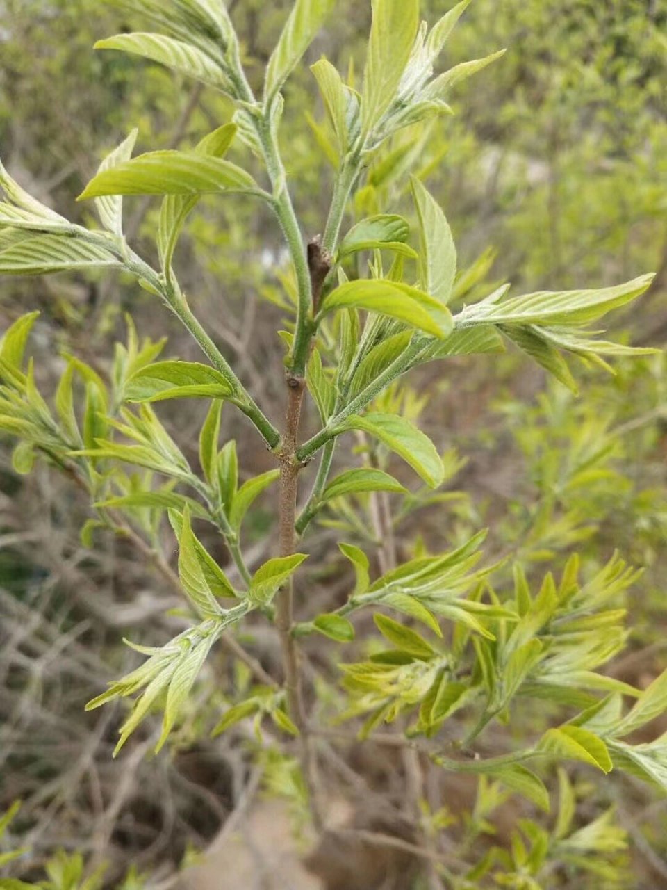 崂山野生茶,也叫芊罗芊罗枝,叶,果,根都可入药,可谓全身是宝