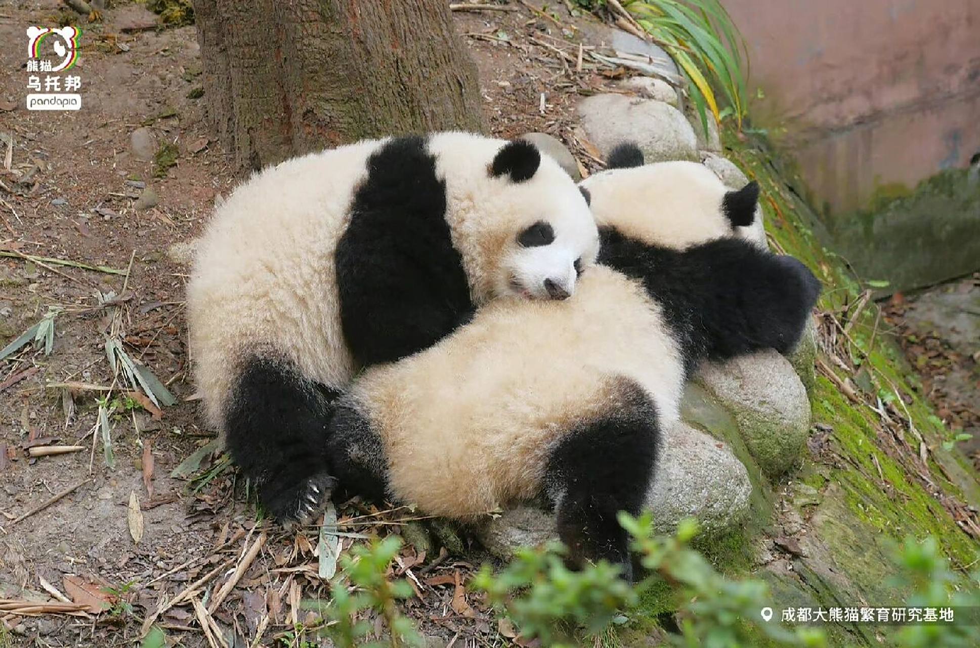 和花94:这张小熊靠枕可真舒服呀～ 和叶:我也觉得