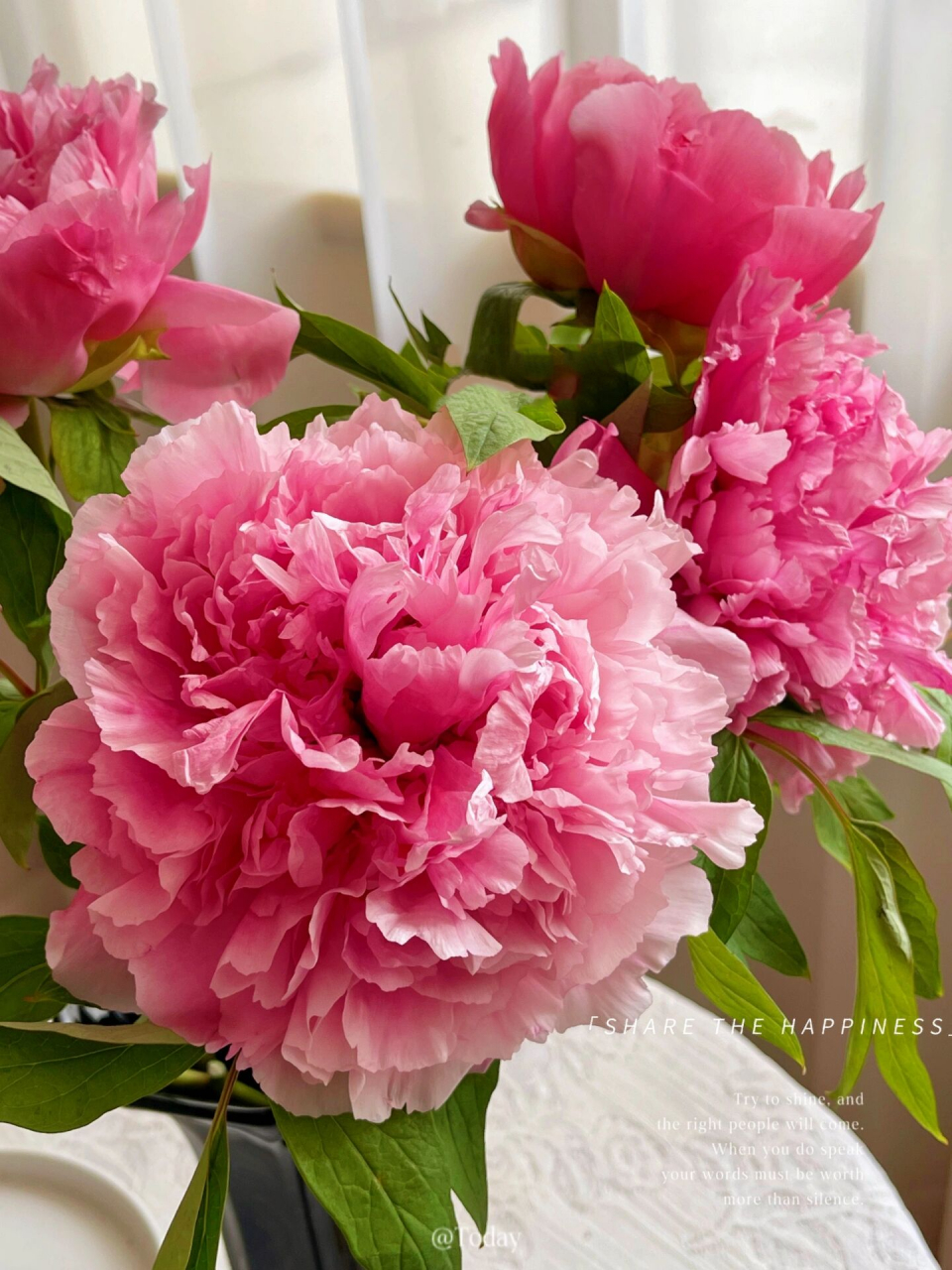 素边掩绝色,亦是牡丹开 | 珊瑚台牡丹 花花印象 珊瑚台牡丹开放度极高