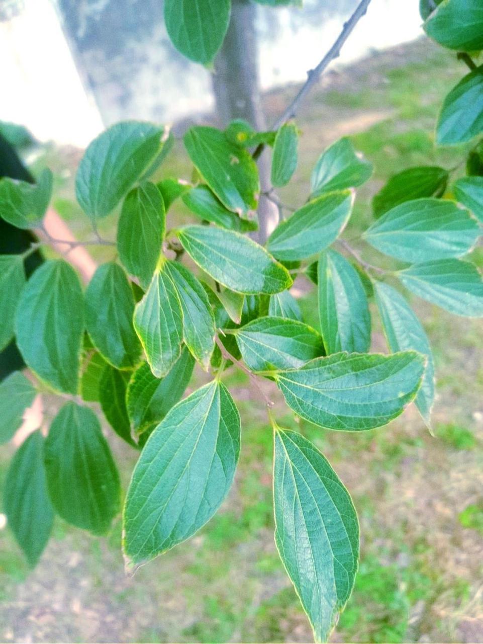 朴树 99 celtis sinensis(斜体) 8215简要介绍8215 落叶